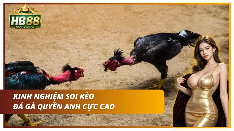 Kinh nghiệm xương máu khi chơi đá gà quyền anh